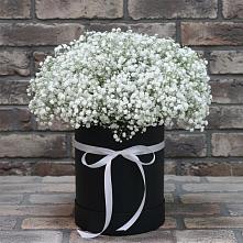 Цветочная композиция из Гипсофила в шляпной коробке #REPLACE_PRED# Шатрово